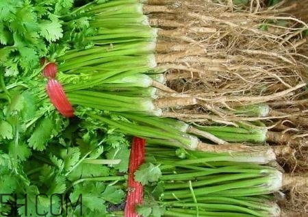 香菜根煮水能治濕疹嗎？香菜根煮水孕婦能喝嗎？