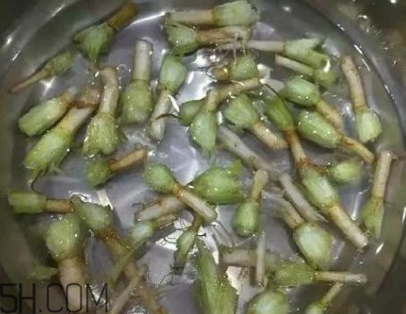 香菜根煮水能治濕疹嗎？香菜根煮水孕婦能喝嗎？