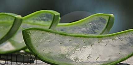 蘆薈膠祛痘效果好嗎？蘆薈膠真的會(huì)祛痘