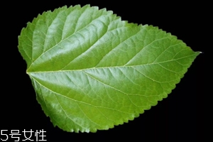 桑葉茶哪些人不能喝？過多飲用傷脾胃傷腎