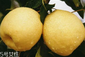 梨子是熱性還是涼性水果？腸胃不好不能吃梨