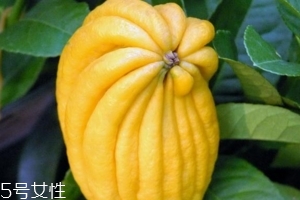 佛手柑是什么味道？佛手柑味道非常好聞