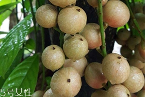 木奶果好吃嗎？木奶果密密麻麻好吃到爆