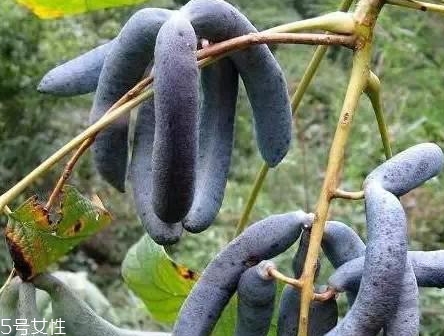 貓屎瓜的籽能吃嗎？