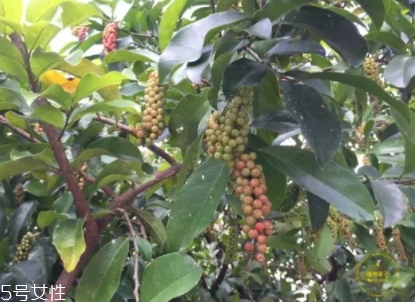 五月茶和五味子的區別 五月茶果實可以吃嗎