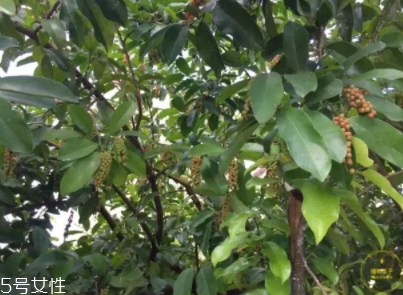 五月茶和五味子的區別 五月茶果實可以吃嗎