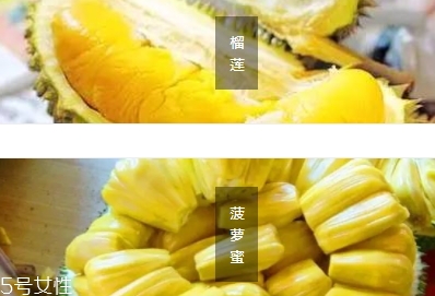 榴蓮蜜和菠蘿蜜的區別 榴蓮榴蓮蜜菠蘿蜜傻傻分不清