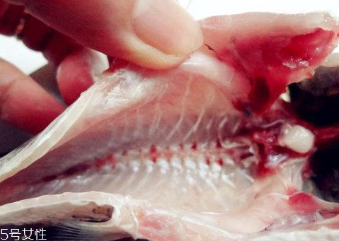 魚(yú)肚里的黑膜是什么 黑色只是色素沉積