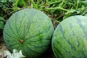 打瓜可以直接吃嗎？打瓜的功效作用