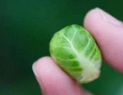 抱子甘藍可以生吃嗎？抱子甘藍沙拉更營養