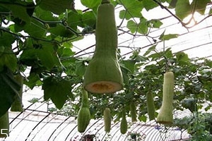 砍瓜怎么做好吃？教你烹飪砍瓜