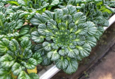 塔菜怎么做好吃？教你塔菜的做法