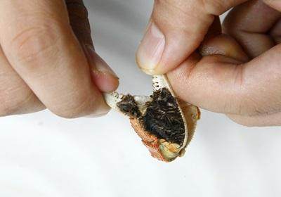 陽澄湖大閘蟹怎么吃？食陽澄湖大閘蟹注意事項