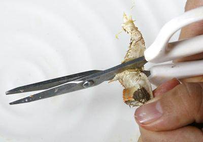 陽澄湖大閘蟹怎么吃？食陽澄湖大閘蟹注意事項