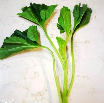冬寒菜的做法 營養豐富味道好