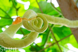 蛇瓜可以生吃嗎？這樣吃蛇瓜最好