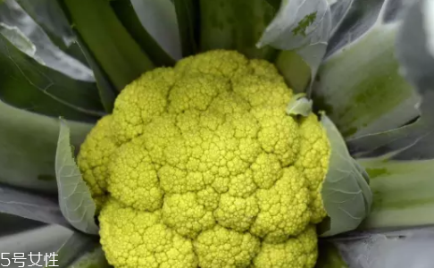 花菜在冰箱能放幾天？不要超過7天