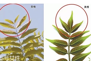 香椿和臭椿有什么區(qū)別？臭椿有毒不能吃