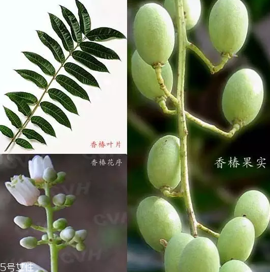 香椿和臭椿有什么區(qū)別？臭椿有毒不能吃
