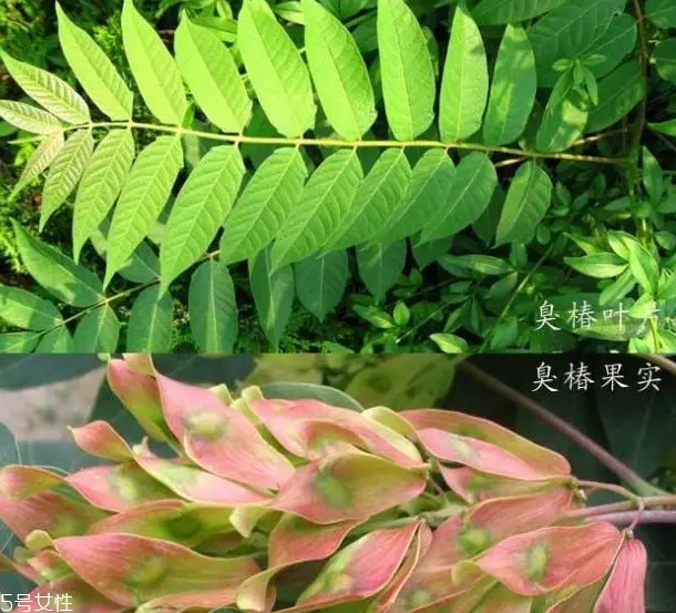 香椿和臭椿有什么區(qū)別？臭椿有毒不能吃