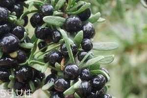 黑枸杞會過期嗎？這類都有保質期