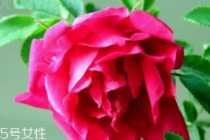 苦水玫瑰多少錢一斤？