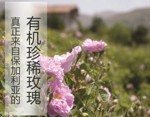 純露怎么用？居然有8種用法