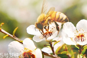 麥盧卡蜂蜜和普通蜂蜜有什么區別？貴得有理由