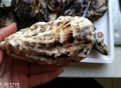 生蠔會(huì)有珍珠嗎？有這個(gè)可能
