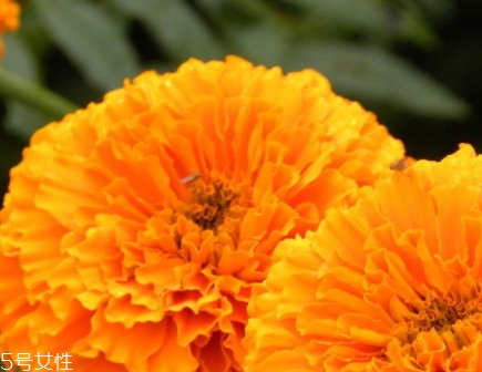 葉黃素可以空腹吃嗎？服用葉黃素要注意這些問題