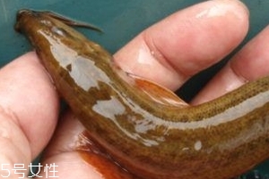 吃泥鰍會(huì)過敏嗎？一般不會(huì)