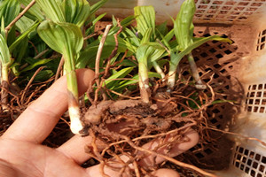 白芨多少錢(qián)一斤 價(jià)格行情