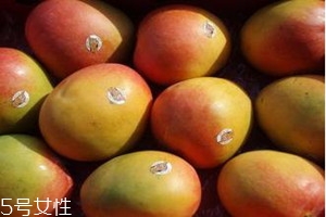 澳芒產地在哪里 澳芒的特點