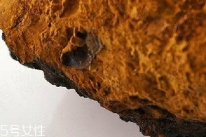 樺樹(shù)茸為什么中國(guó)禁止？樺樹(shù)茸國(guó)內(nèi)能買(mǎi)到嗎？