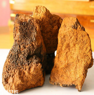 樺樹茸怎么吃？樺樹茸正確吃法