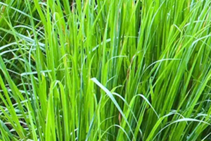 檸檬草精油怎么用？檸檬草精油使用禁忌