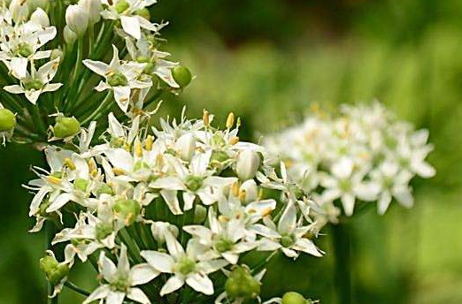 韭菜花多少錢一斤？韭菜花市場行情