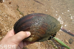 河蚌是發物嗎 河蚌是熱性還是寒性
