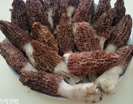 羊肚菌是什么東西？羊肚菌能吃嗎？