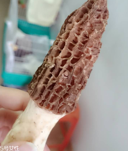 羊肚菌是什么東西？羊肚菌能吃嗎？