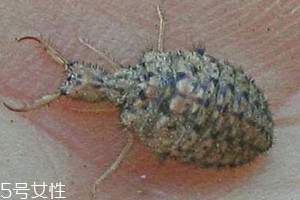 沙牛怎么養殖 沙?？梢匀斯ゐB殖嗎
