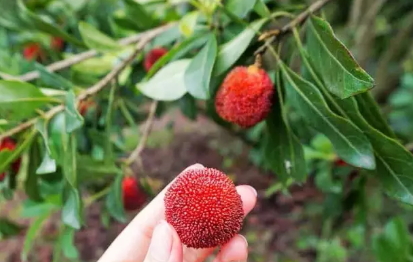 東魁楊梅好吃嗎？東魁楊梅為什么這么火