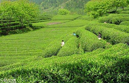 日照綠茶哪個牌子好？日照綠茶怎么辨別好壞