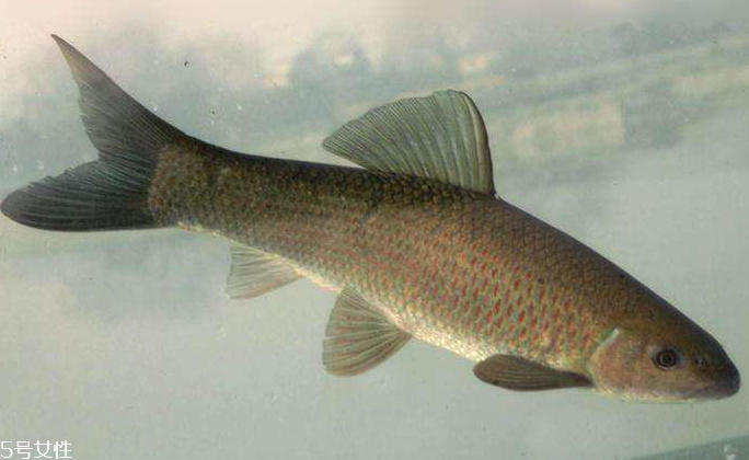 青魚是淡水魚還是海魚？青魚是淡水魚嗎？
