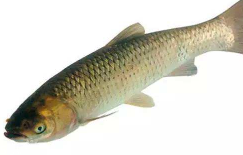 青魚是淡水魚還是海魚？青魚是淡水魚嗎？