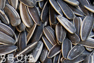 葵瓜子的熱量 葵瓜子會長胖嗎？