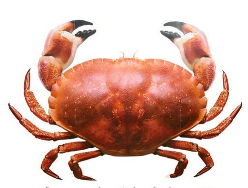 面包蟹如何打開(kāi)？如何吃活面包蟹？