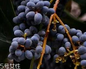 女貞子能和旱蓮草一起吃嗎？女貞子和旱蓮草的用量