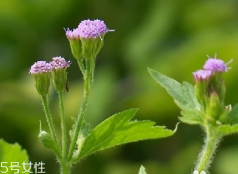 藿香和麝香是一樣嗎？藿香和麝香的區別