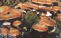 榛蘑是蘑菇嗎？榛蘑是什么蘑菇？